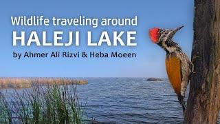 Wildlife traveling around HALEJI LAKE