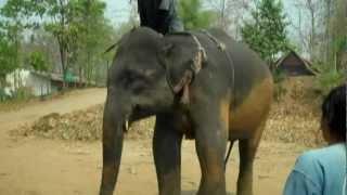 Thai Elephant Home Part 1