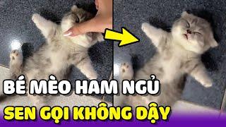 Dáng ngủ độc lạ của mèo con khiến mọi người cứ tưởng là mèo giả  | Yêu Lu Official