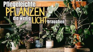 Zimmerpflanzen im Schatten  Die schönsten Pflanzen für dunkle Räume und wenig Licht!