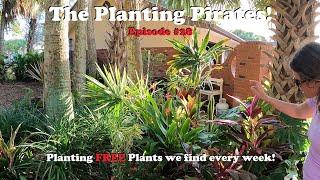 Planting FREE Plants we find Weekly! | The Planting Pirates Episode #28