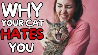 Surprising Reason Your Cat Hates You - Decoding Feline Behavior