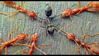 Krieg der Ameisen Natur im Wald - Doku Deutsch