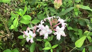 Native Azaleas