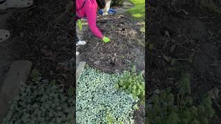 Walkway garden bed cleanup!￼ #gardening #flowergardening #gardenchores #annualplants #gardenerlife