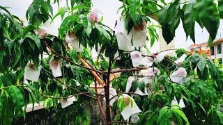 楼顶如何种好一棵果树？掌握4个简单技巧，结果一茬茬不比地栽差