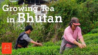 Growing a Green Tea Tradition in Bhutan