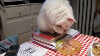 Sweet cat eating funny