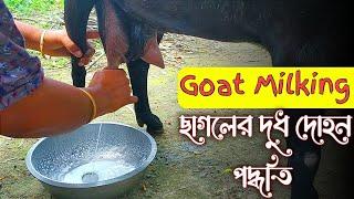 Village woman Goat milking by hand | Goat milking video | Uncover village