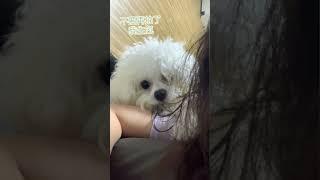 Boki 生氣了#比熊 #寵物日記 #寵物狗狗精選