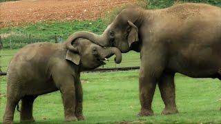 Whipsnade Zoo Trip - (April 2017)