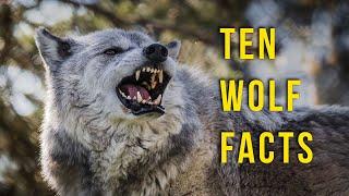 10 Cool Facts About Wolves