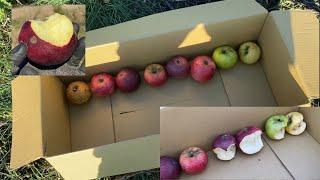 8 Apple Varieties Tasting & Evaluation, Apples Can Survive a Frost?