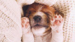 Classical Music for Kids in the Classroom  Relaxing Instrumental Music for Children, Toddlers