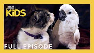 Unlikely Animal Friends Full Episode  | The Tale of a Cockatoo and the Kitty Cat | @natgeokids