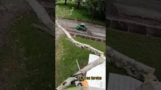 dangerous high voltage limb removal #treeclimbers #dangeroustrees #treelife #treework #dangerous