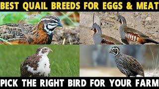 QUAIL BREEDS FOR MEAT & EGGS - Coturnix, Bobwhite, California, Button, Mountain, Montezuma Quail