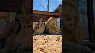 Lion Love