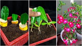 How to Grow Adenium Tree From Adenium Leaves | Best toothpaste Rooting Hormone