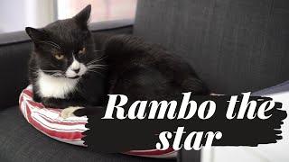 My Cat Rambo the Star