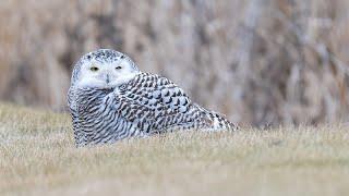 New Glarus, Wisconsin Snowy Owl