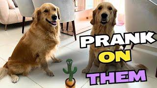 NEW TOY PRANK ON SIMBA BULBUL || SIMPLY SWANIYA