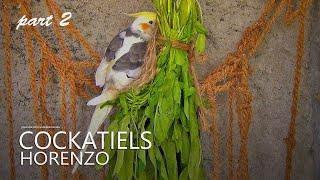 Cockatiels and Horenso (Japanese Spinach) | Part 2