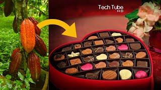 Cocoa Fruit Harvesting | Cocoa Processing To Make Chocolate In Factory | How It's Made