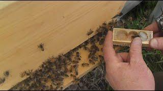 Everything You Need to Start Beekeeping