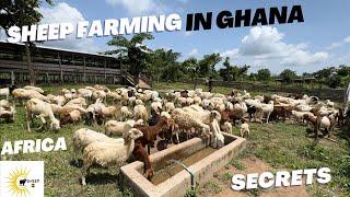 Sheep Farming In Ghana Africa    #sheep #farming #sheepfarming #goats #livestock #food #ghana