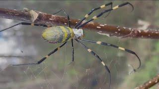 Joro spiders: Fact vs. fiction and what you need to know before their invasion | NBC New York