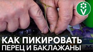 ПИКИРОВКА ПЕРЦЕВ И БАКЛАЖАНОВ ПОШАГОВО! Методика пикировки от агронома П.Н.Ломоноса