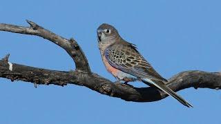 Bourke's Parrot in the wild