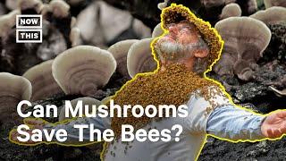 How to Save the Bees With Mushroom Extracts