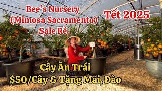 Bee’s Nursery (Mimosa) Mới Về Cây Ăn Trái Chưng Tết 2025 Đẹp Ðộc Lạ Sale Rẻ & Tặng Mai Đào