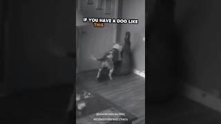 Brave Dog Protects Owner From Intruder 