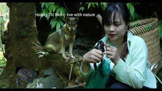 Into the forest to catch Huong frog a frog that is very good for the health of children and men