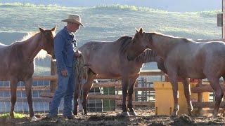 How To Catch A Horse That Doesn't Want To Be Caught Preview