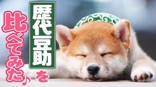 豆助のおひるね祭り＆ちょこまか石畳ダーッシュ！！【豆助通信】＜豆柴＞Japanese dog mameshiba