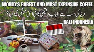 World Rarest and Most Expensive Coffee l Why Is It So Valuable l Travel With Matloob