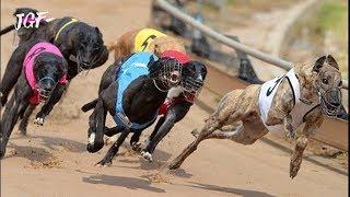 Irish greyhound racing - Track race
