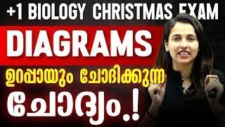 +1 Biology Christmas Exam | Diagrams | ഇത് പഠിക്കാതെ പോകരുത് !! | Exam Winner