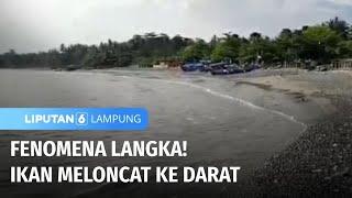 Unik! Warga Kerubuti Ikan yang Loncat ke Darat Akibat Pancaroba | Liputan 6 Lampung