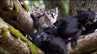 Heartwarming Rescue: Abandoned Cat Family's Fight for Survival and Recovery | LTT Animal- Rescue