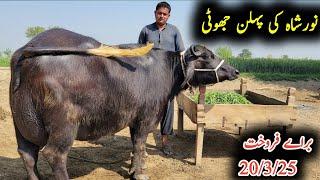 Noorshah ki pehlan jhoti for sel|نورشاہ کی پہلن جھوٹی|Earn from buffalo 03041539164