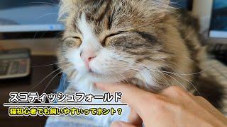 スコティッシュフォールドってどんな猫？性格や特徴を徹底解説！