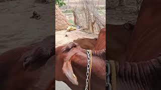 Roti hak di khiye v paave boot palsha kriye