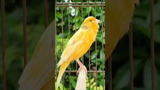singing birds | amazing animal sounds | canary singing #birds #animals #shorts