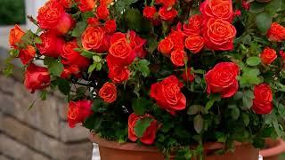 Cottage Farms 1-Piece Maria Stern Rose Live Plant on QVC