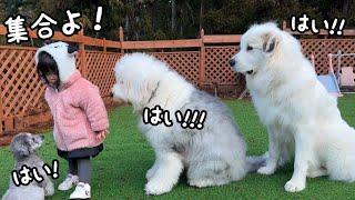 【圧巻】超大型犬も大型犬も狂犬も一同に従えてしまう２歳児がすごすぎる…！｜グレートピレニーズ&オールドイングリッシュシープドッグ&トイプードル